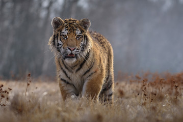 Fototapeta na wymiar tiger, siberian tiger (Ursus maritimus),