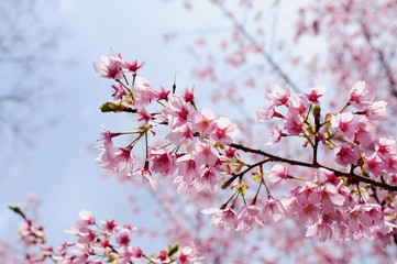 Pink cherry blossoms and sky