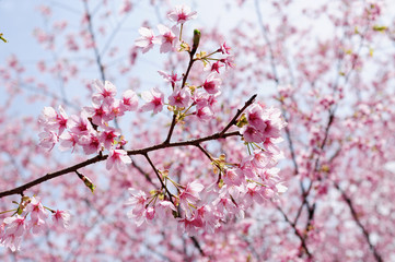 Japanese cherry blossoms