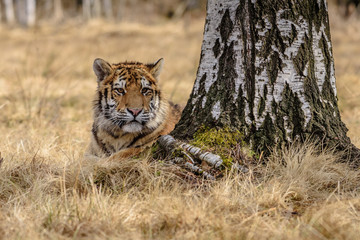 tiger, siberian tiger (Ursus maritimus),