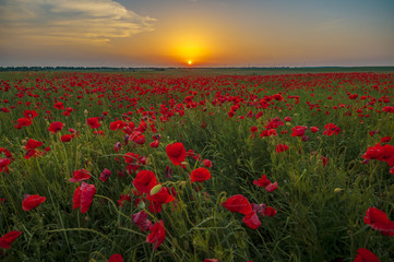 Fototapeta na wymiar Red poppies in the light of the rising sun