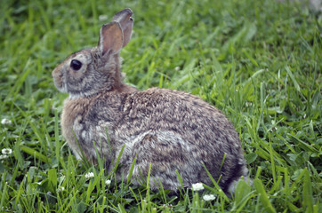 Naklejka na ściany i meble Wild Rabbit in Grass 