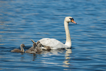 Swan with young