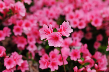 Small Azalea