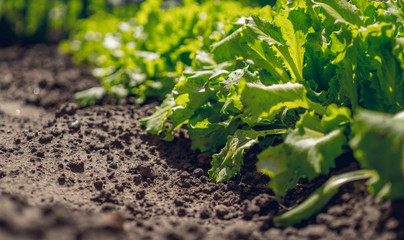 Green lettuce sprouts in the garden bed
