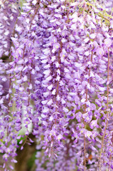 Japanese Wisteria in May