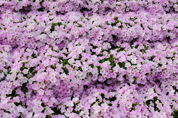 Carpet of white and purple flowers