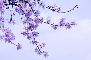 Pink cassia ,purple flower