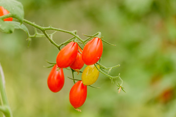 Vegetable garden with plants of red tomatoes.