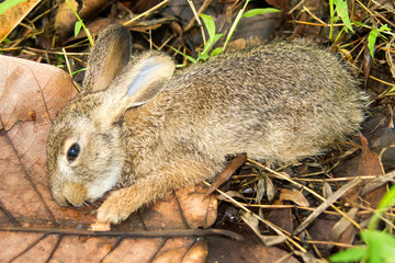 Little rabbit sleeping in a grass forest.