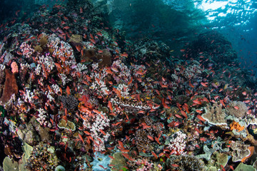 Fototapeta na wymiar Colorful Reef Fish in Alor, Indonesia