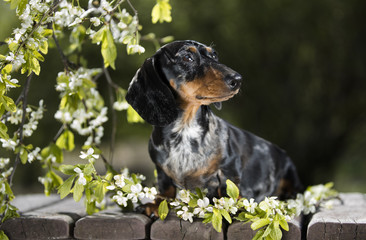 Dog dachshund in the garden among the flowering tree branches