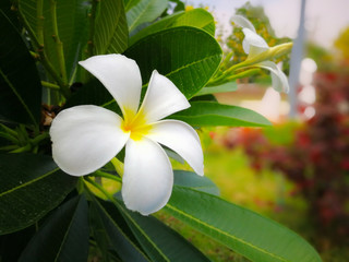 Frangipani (plumeria) Flower.