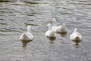 Duck swimming on water with family. 