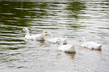Duck swimming on water with family. 