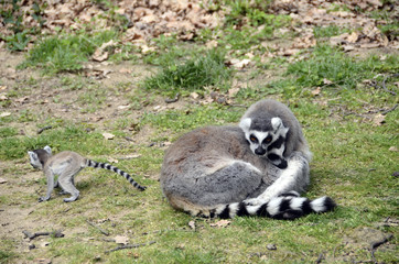 Lemurs, makis family with baby