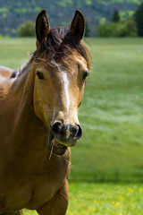Naklejka premium Junges Pferd auf der Koppel