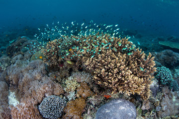 Fototapeta na wymiar Healthy Corals and Reef Fish
