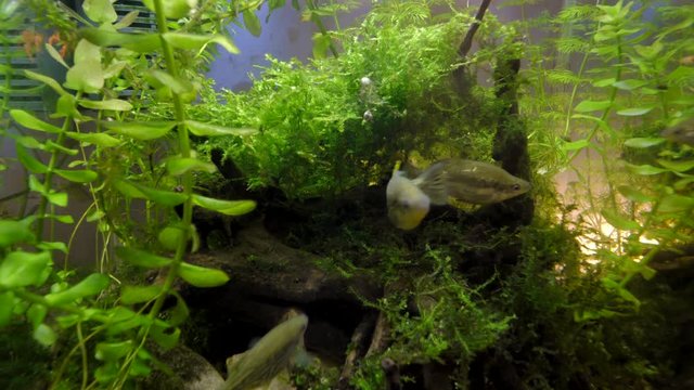 shrimps swimming in aquarium in plant and coral