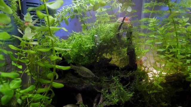 fish swimming in aquarium in plant and coral