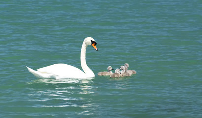 Swan family at Lake Balaton, Hungary