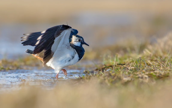 Northern lapwing walks out of water with lifted wings