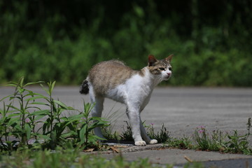 サバ虎柄の猫