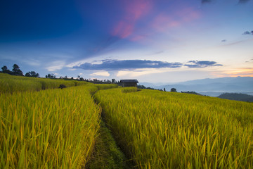 Plakat Paddy filed on the mountain at dusk in Chiangmai, Thailand (Baan Pa Pong Pieng)