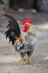 Bantam Chicken In Temple Of Thailand.