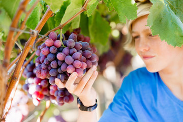 Boy in vineyard