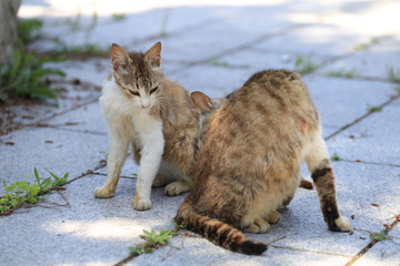 Fototapeta premium サバ虎柄の猫