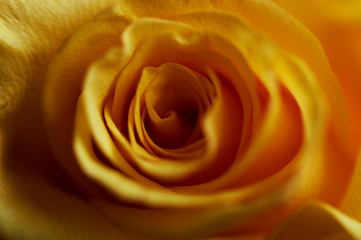 Fototapeta na wymiar Closeup of a yellow rose.Close. Texture or background