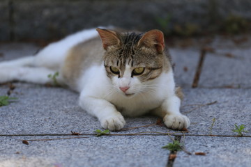 サバ虎柄の猫