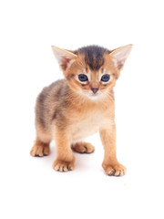 Obraz premium Little abyssinian kitten looks