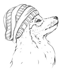 Wolf portrait. Wolf in a hat. Hand draw vector illustration