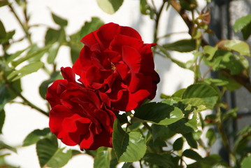 rote Rose