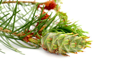 evergreen tree cone with branch