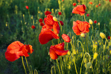 Red poppies in the light of the rising sun