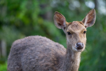 Wild dear in rainforest