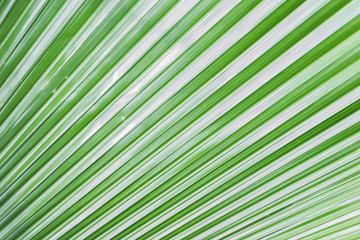 Obraz premium The green leaf abstract pattern as background. 
