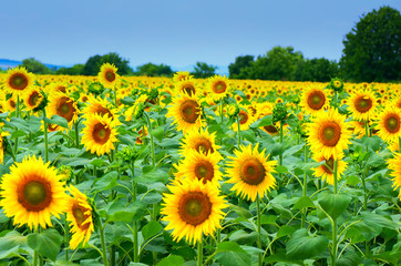 Fototapeta premium Field with sunflowers