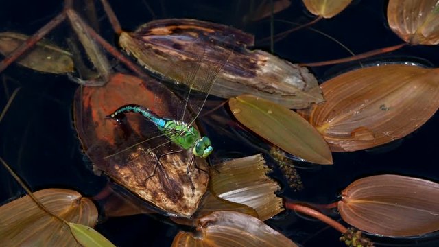 Libelle legt Eier ab - Dragonfly lays eggs