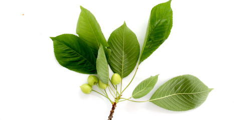 Cherry on white background