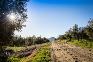 Andalusian landscape with olive trees and a mountain village in the background. Spain on a day in spring