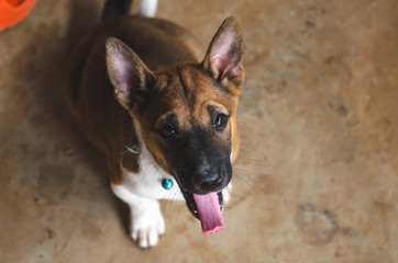 cute hybrid puppy sitting on the ground and show the tongue.