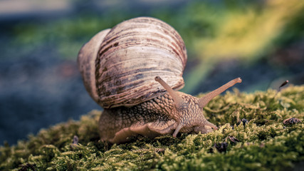Schnecke