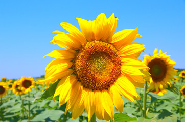 Fototapeta premium Field with sunflowers