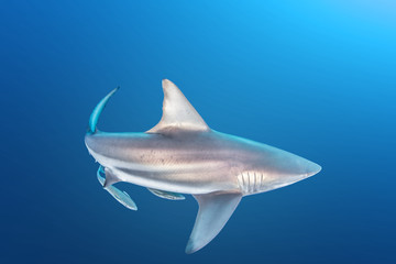 Oceanic Blacktip Shark