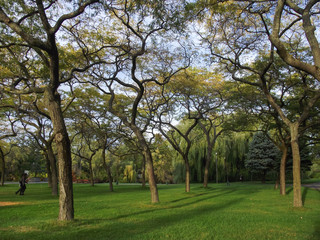 Autumn, Variety Colors of Leaves on trees in Toronto Island Natural Park, Ontario, Canada