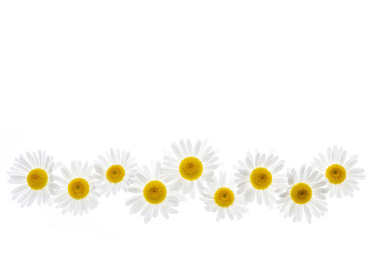 Daisy Border Images Browse 59 843